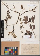 Salix bicolor Ehrh. ex Willd.